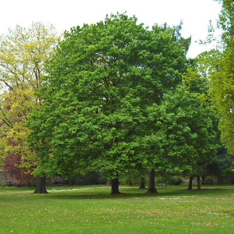 Laubbäume (Alle Größen & Sorten)